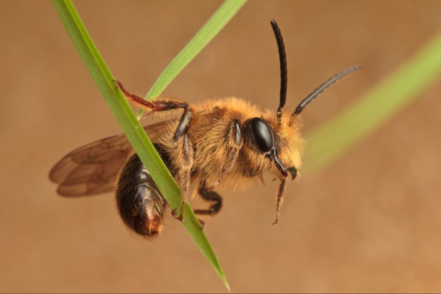 « Les pollinisateurs sauvent l'apéro  ! »